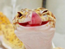lick-reptile-langue