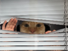 chat-capuche-fenetre-cache-store-discret-espion-peur