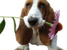 chien-triste-romantique-fleurs-simp-dog-dogged