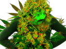 camouflage-cannabis-weed-pied-sapin-beuh-tete-drogue-plante-feuille-arbre-shit-hash-defoncer