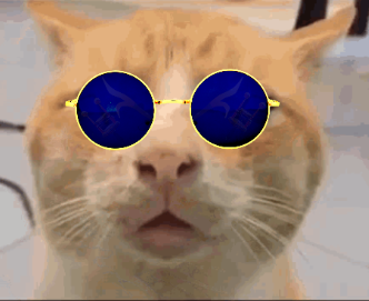 chat lunette 2022 what