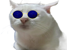 chat-golem-lunette