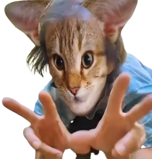 boomer chat senile fou ignoble attrape felin terrifiant