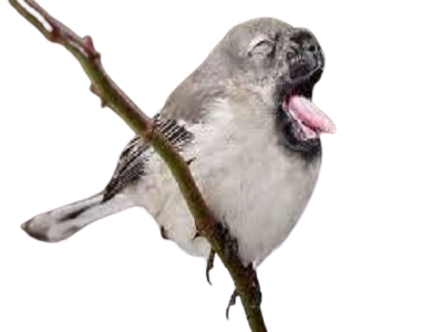 oiseau phoque fusion branche delire