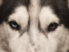 chien-husky-yeux-vairons-grognon