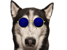 husky-chien-lunettes-bleues