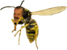 risitas-frelon-rire-abeille