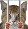 chat-matvei-prison-barreaux