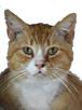 chat-fragoh-cocasse