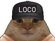 loco fou chat casquette franco pedro sanchez risitas espagne juif pascal praud