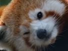 red-panda-roux-zoom-cute-mignon
