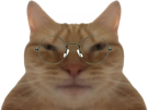 chat-lunette-binoclard