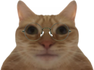 chat-lunette-binoclard