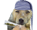 chien-oopsy-joint-bonnet-sommeil-drogue-fume