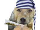 chien-oopsy-fume-joint-drogue-fatigue-sommeil-bonnet