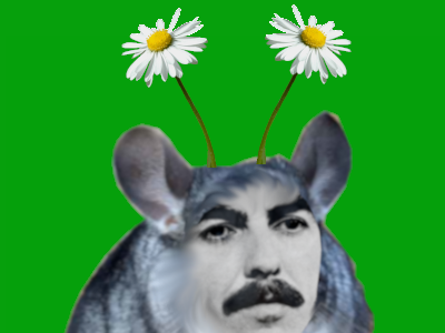 george harrison chinchilla beatles rongeur gruik mignon soyeux fleur paquerette nature ecologie ecolo vert