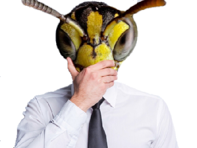 frelon abeille main choc