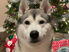 husky-siberien-moqueur-narquois-malicieux-chien-dog-noel-sapin-decembre-cadeaux
