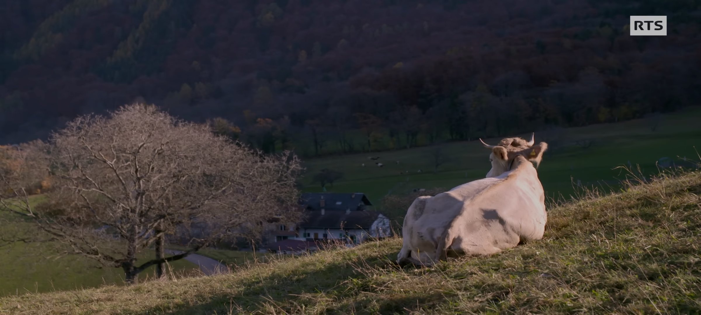 passe moi les jumelles