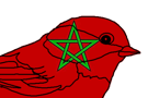 maroc-siffle-oiseau-atlas-marocain-supporter