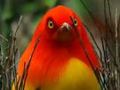 oiseau-rouge-jaune-jardinier-ardent-regard-decu-deception-tristesse-celestin-triste-bowerbird-bbc-earth