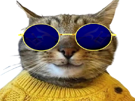 chat-cat-fier-proud-badass-cute-mignon-pull-sournois-glasses-lunettes