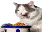 cat-chat-manger-eating-miam-appetit-gout-mignon-cute-nourriture