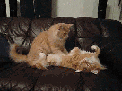 chats-roux-massage-calin-mignon