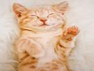 chat-cat-chatton-kitten-mignon-cute-merci-thank-you-douw-sweet-love-amour