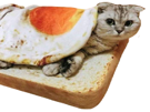 chat-cat-mignon-cute-pain-grille-toast-oeuf-egg-manger-miam