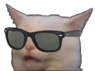 chat-lunette-de-soleil-sunglass-meme-cat