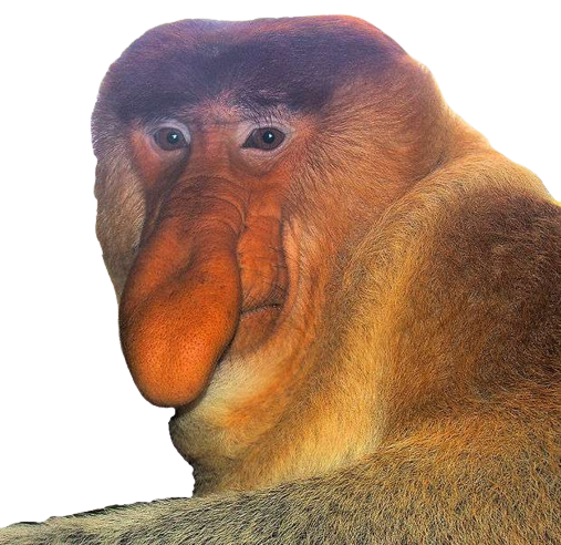 naziq nazi singe noir animal issou ayao aya nez nose flair hein