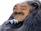 singe-risitas-gorille-macaque-jungle-pute-banane-noir-africain-afrique-essou-issou-risisinge-chimpanze-amazonie