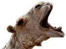 chameau-dromadaire-animal