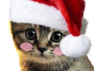 chat-cat-mignon-cute-gris-zoom-noel-bonnet