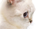 chat-cat-blanc-mignon-cute
