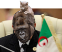 bouteflika-politic-abdelaziz-koko-algerie-qi