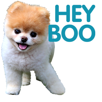 chien-boo-dog-other