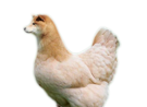 other-doge-poule-chien