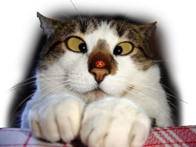 miaow chat risitas trisomique