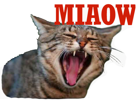 miaulement chat miaow risitas