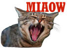 miaulement-chat-miaow-risitas