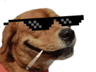 lunettes-thug-chien-other