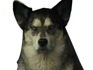 deter risitas chien enerve