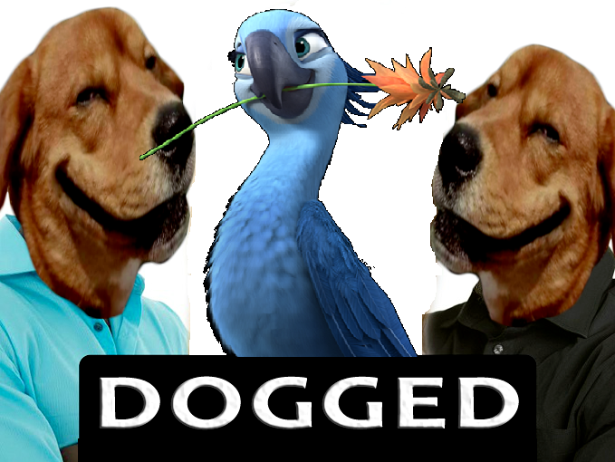 dogged dog risitas oiseau