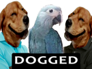 dogged-risidog-spixmacaw-rio-dog-risitas