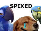 blu-rio-spixed-spix-dog-other-pls-macaw-risidog