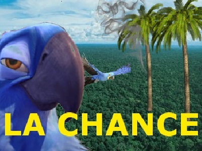 macaw larry chance cendre blu spix juif tour rio