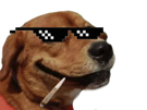 chien-other-cigarette-lunette-thug-life