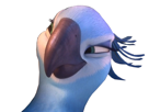 other-rio-genre-pas-fais-ouais-blu-perla-macaw-spix